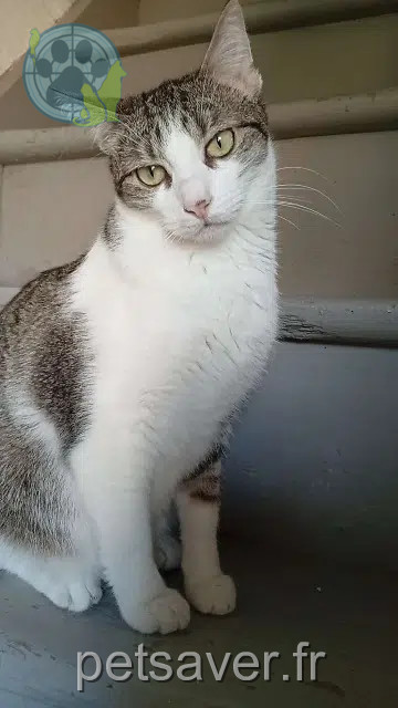 chat lost   59137 Busigny Alibi