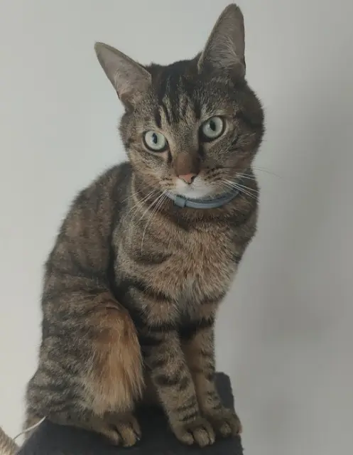 chat lost   59255 Haveluy Alpha