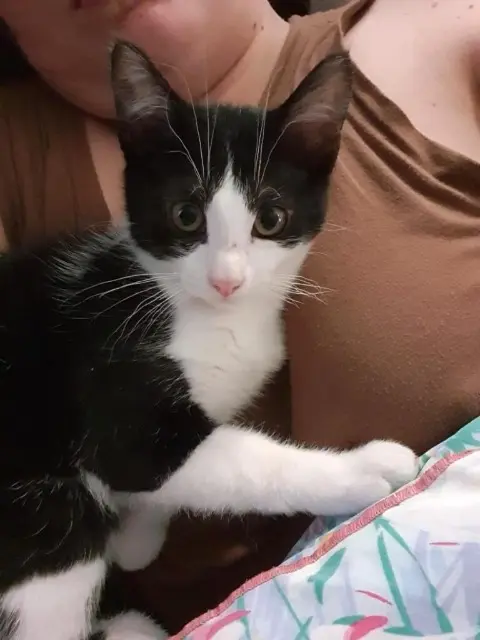 chat lost   59116 Houplines Alvin