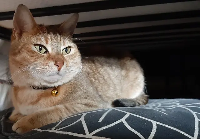 chat lost   59200 Tourcoing Amana