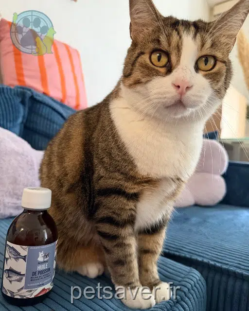 chat lost 59720 Louvroil Amné