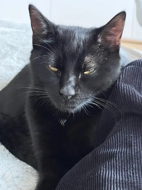 chat lost   59110 La Madeleine Ares