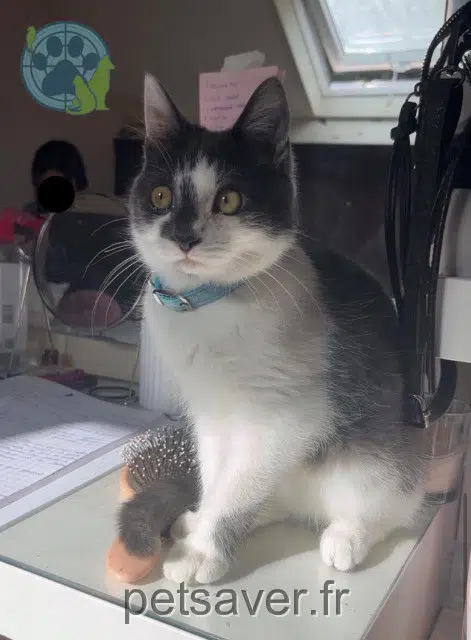 gato lost   59280 Armentières Arlo