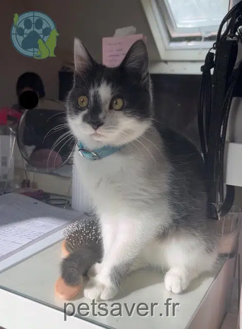 gato lost   59280 Armentières Arlo