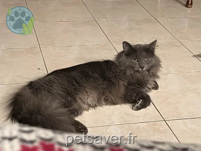 gatto lost   59360 Montay Aslan