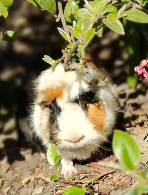 chat lost   59123 Bray-Dunes Atlan