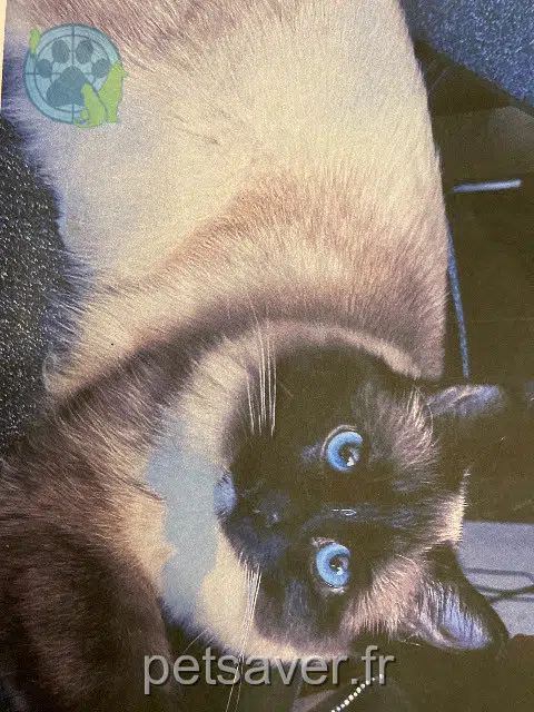 chat lost   59110 La Madeleine Atlas