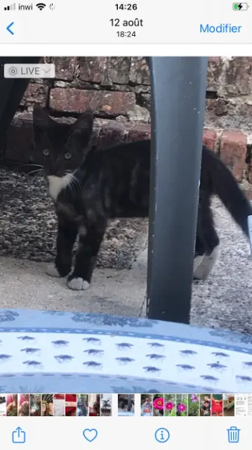 chat lost   59360 Le Cateau-Cambrésis Aylio