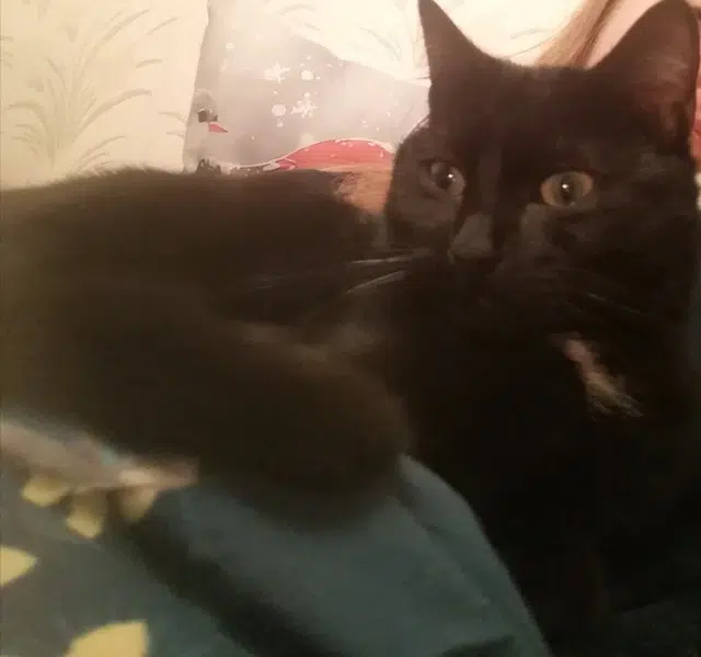 chat perdu 59950 Auby Azar chat lost 59950 Auby Azar