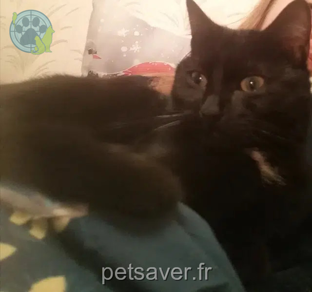gatto perso 59950 Auby Azar gatto lost 59950 Auby Azar