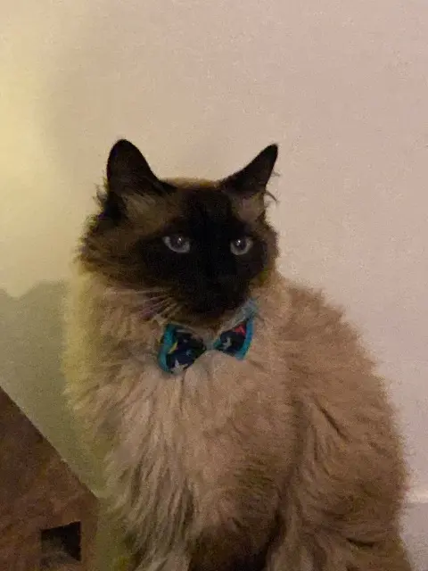 chat lost   59230 Saint-Amand-les-Eaux Azul