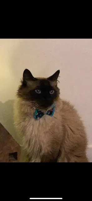 chat lost   59230 Saint-Amand-les-Eaux Azul