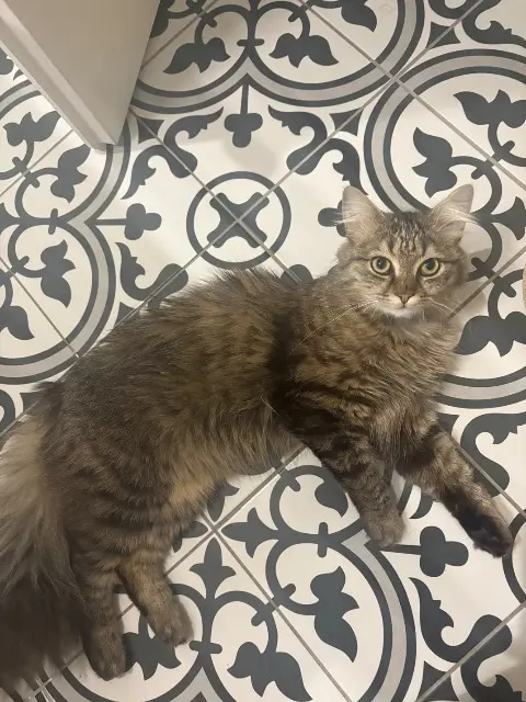 chat lost   59100 Roubaix Azur