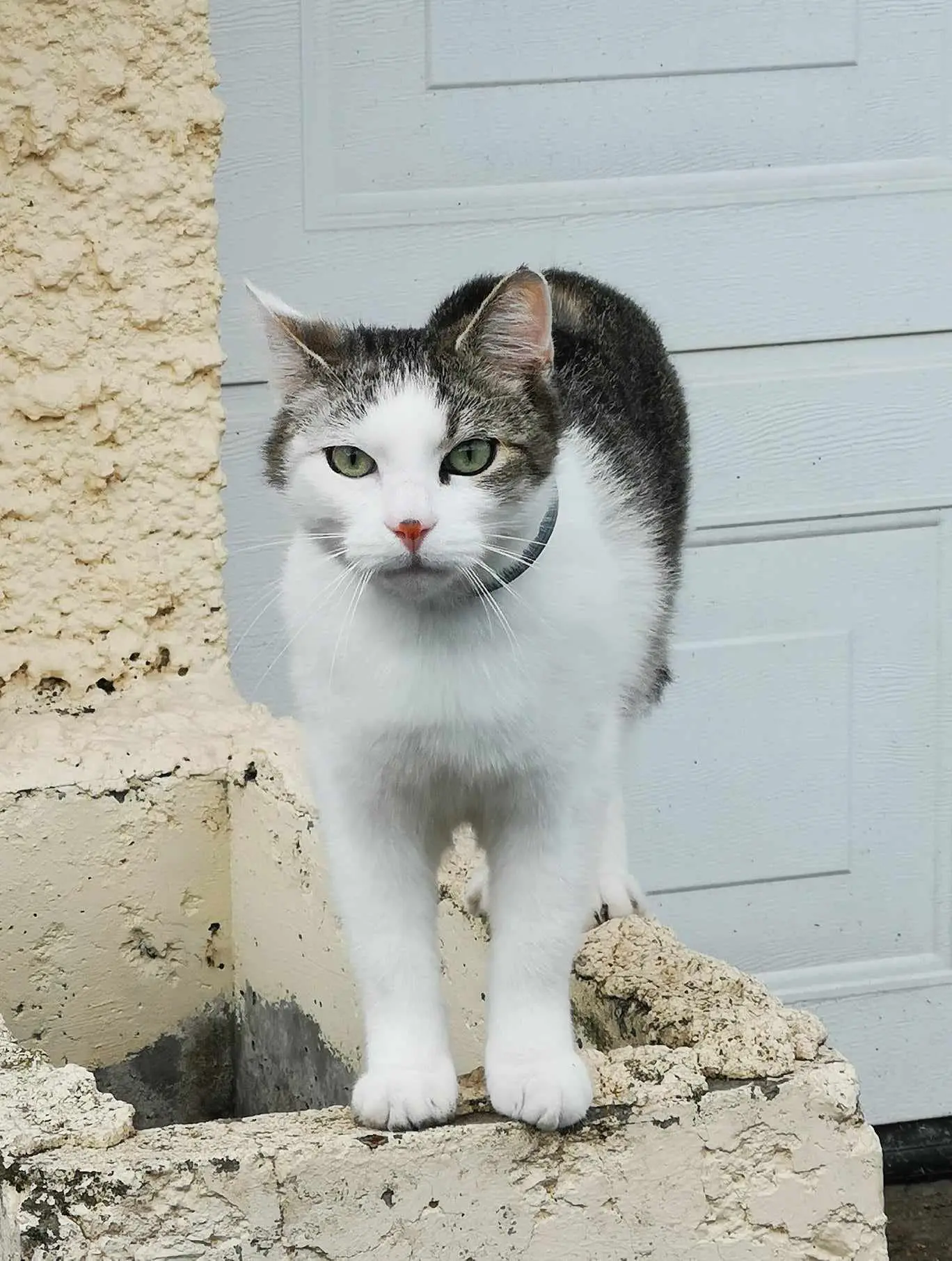 Chat Perdu 59 Nord - Aïto Chat Perdu 59 Nord - Aïto