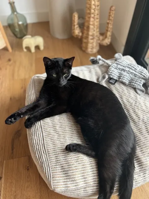 chat lost   59700 Marcq-en-Barœul Balou