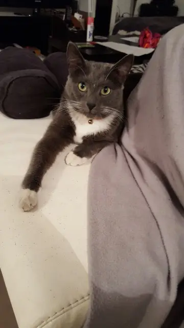 chat lost   59193 Erquinghem-Lys Balou