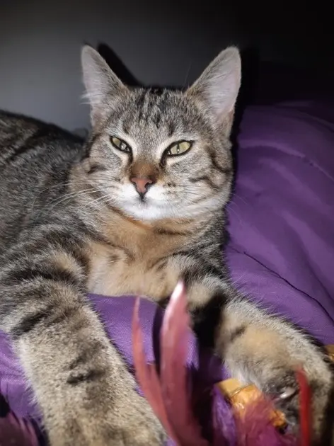 chat lost   59200 Tourcoing Bibiche