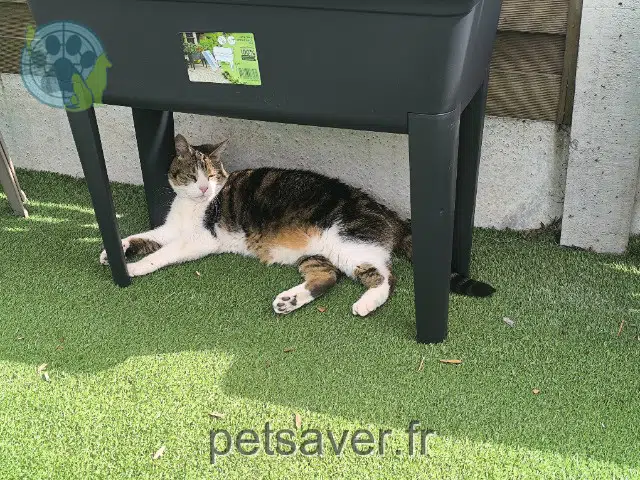 chat lost   59200 Tourcoing Biscotte