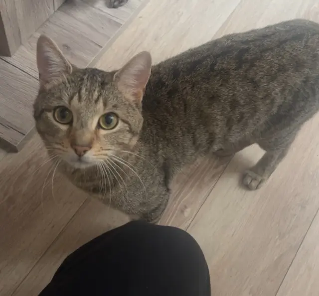 chat lost   59200 Tourcoing Blum