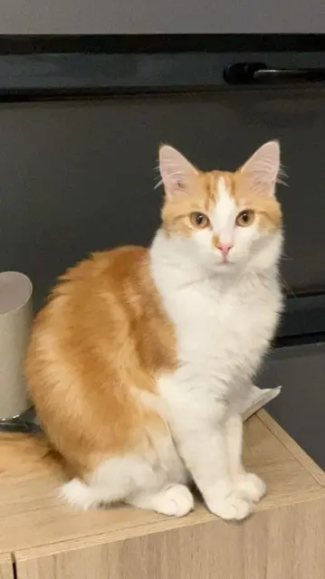 chat lost   59282 Noyelles-sur-Selle Bob