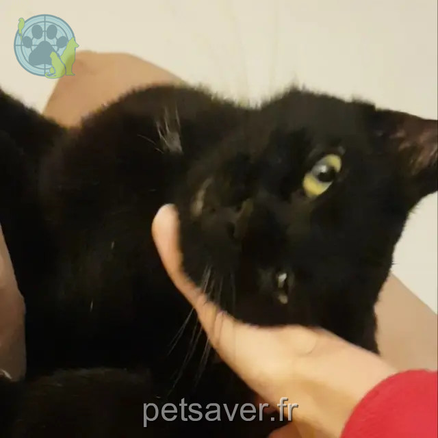 chat perdu 59830 Bachy Bobby chat lost 59830 Bachy Bobby