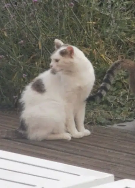 chat lost   59360 Neuvilly Bono