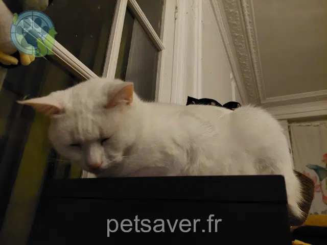 chat lost 59100 Roubaix Boubousse