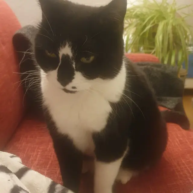 chat lost   59100 Roubaix Brahms