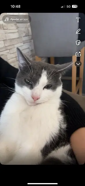 chat lost   59255 Haveluy Brigand