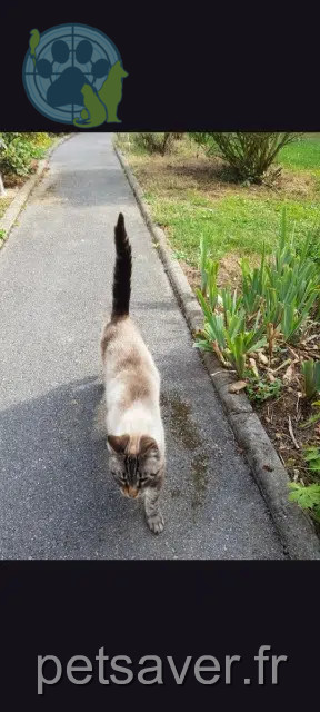 chat lost   59213 Vendegies-sur-Écaillon Broken