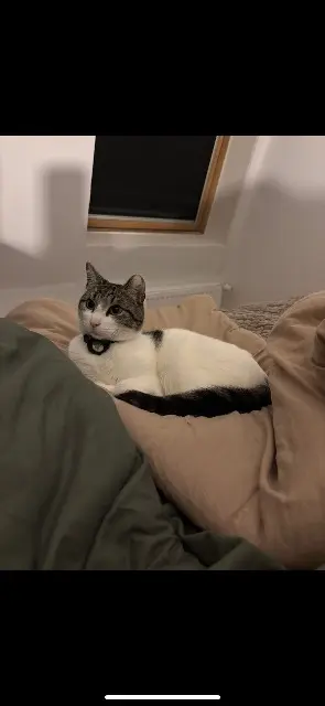 chat lost   59210 Coudekerque-Branche Bruno