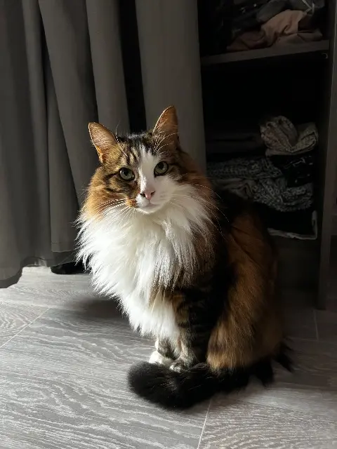 cat lost 59155 Faches-Thumesnil Bueno cat lost 59155 Faches-Thumesnil Bueno