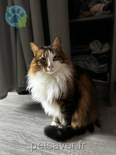 Kater vermisst 59155 Faches-Thumesnil Bueno Kater lost 59155 Faches-Thumesnil Bueno