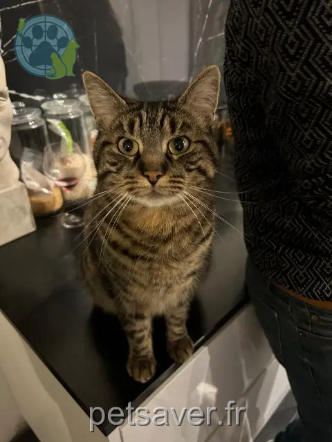 gato perdido 59990 Sebourg buly gato lost 59990 Sebourg buly