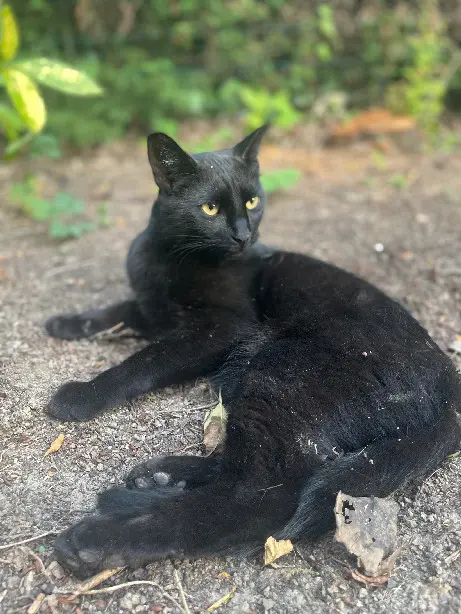 Chat Perdu 59 Nord Chat Perdu 59 Nord