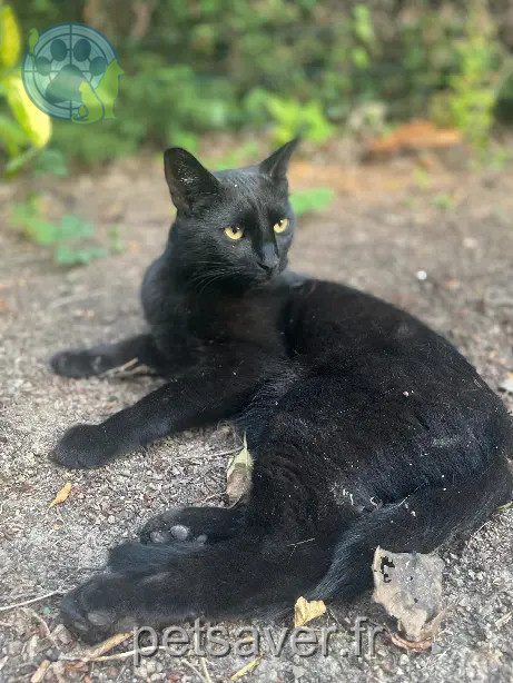Chat Perdu 59 Nord Chat Perdu 59 Nord