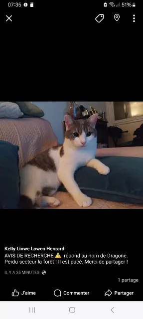 chat lost   59400 Cambrai Dragon