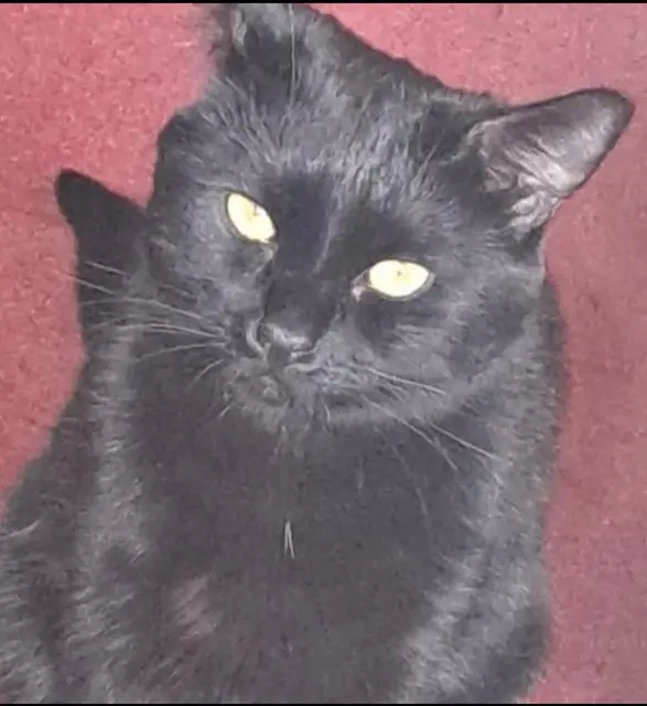 chat lost   59400 Cambrai Flippeur