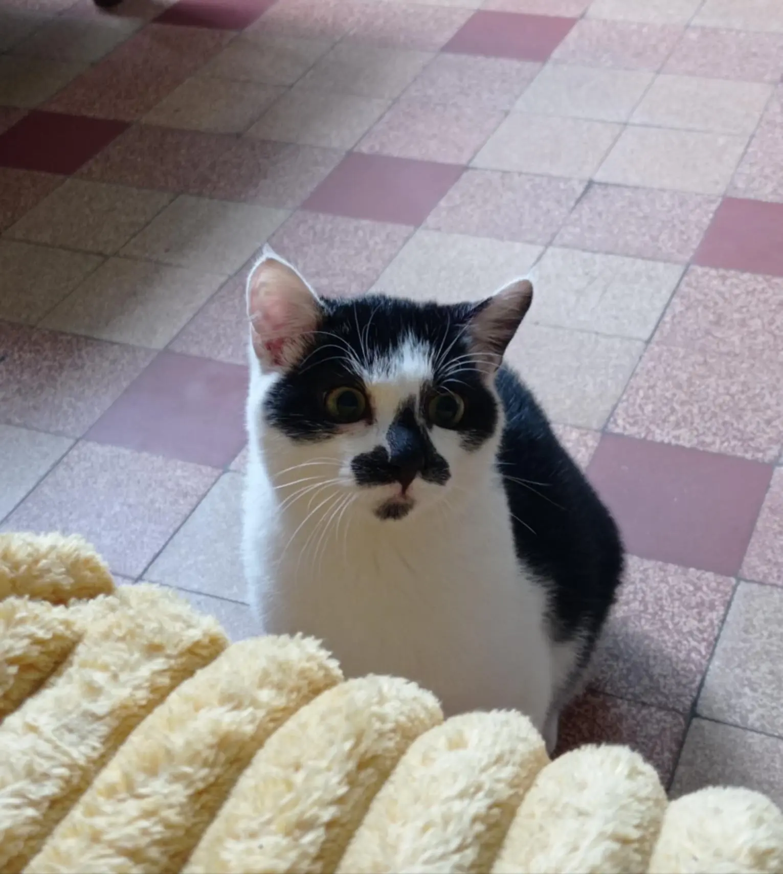 Chat Perdu 59 Nord Cambrai Chat Perdu 59 Nord Cambrai