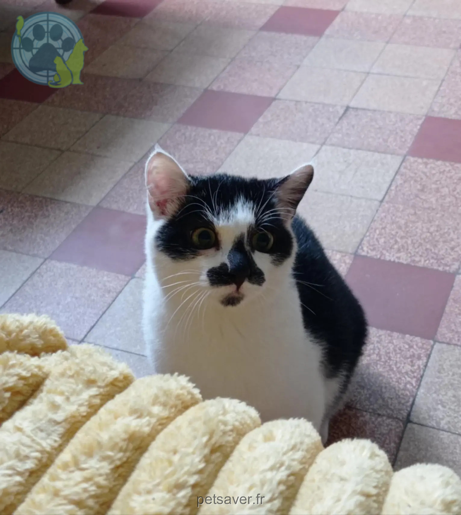 Chat Perdu 59 Nord Cambrai Chat Perdu 59 Nord Cambrai