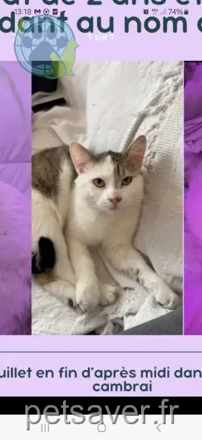 gato perdido 59400 Cambrai Moon gato lost 59400 Cambrai Moon