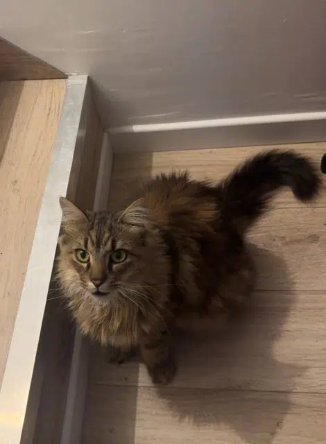 chat perdu 59400 Cambrai Onyx chat lost 59400 Cambrai Onyx