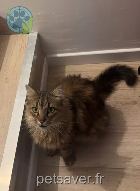 kater vermist 59400 Cambrai Onyx kater lost 59400 Cambrai Onyx