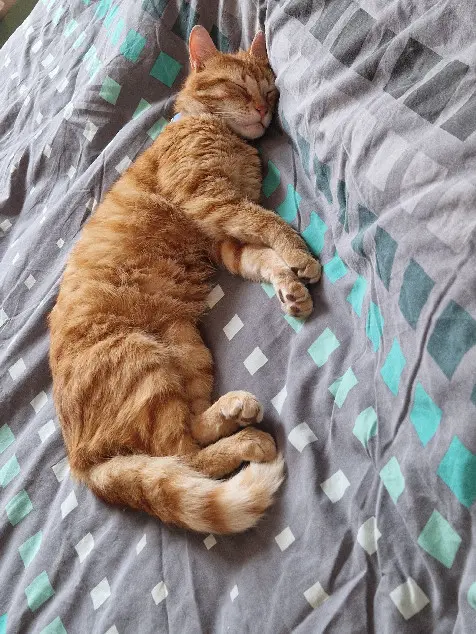 Chat Perdu 59 Nord Cambrai - Rouxy Chat Perdu 59 Nord Cambrai - Rouxy