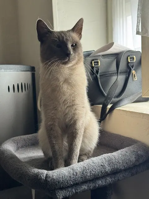 chat lost   59400 Cambrai Yuki