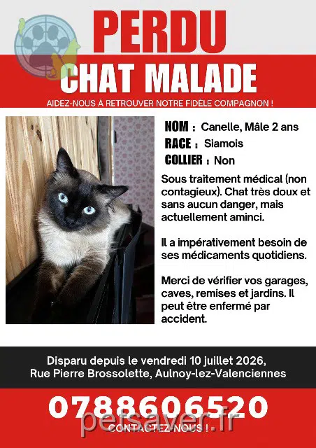 chat lost   59300 Aulnoy-lez-Valenciennes Canelle