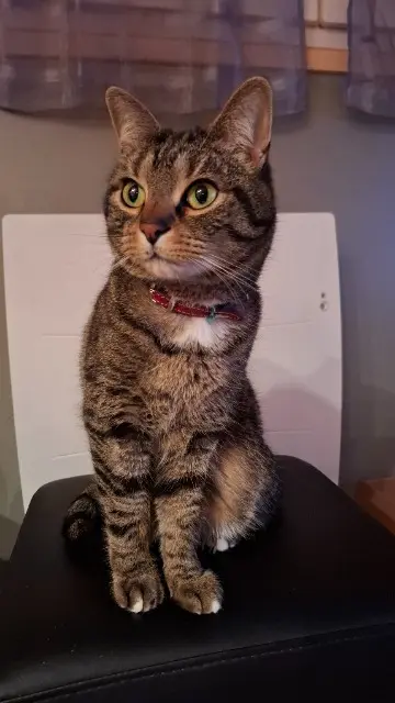 chat lost   59242 Templeuve-en-Pévèle Cannabis alias Cann