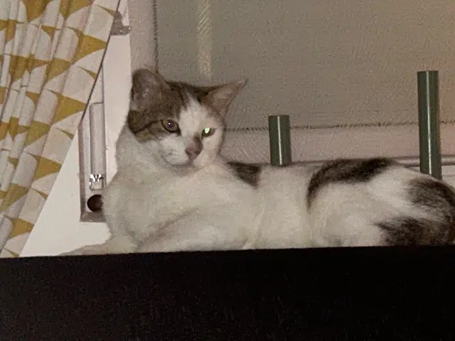 chat lost   59720 Louvroil Caramel