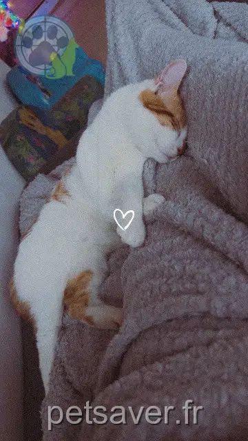 chat lost   59200 Tourcoing Caramel