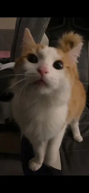 chat lost   59100 Roubaix Chacha